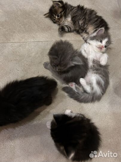 Котята мейн-кун метис