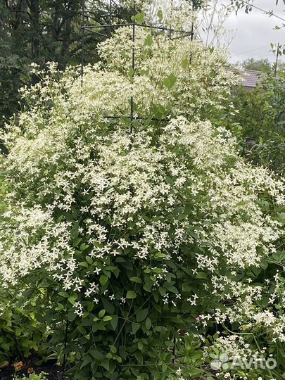 Клематис жгучий