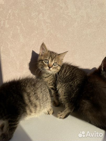 Отдам котенка