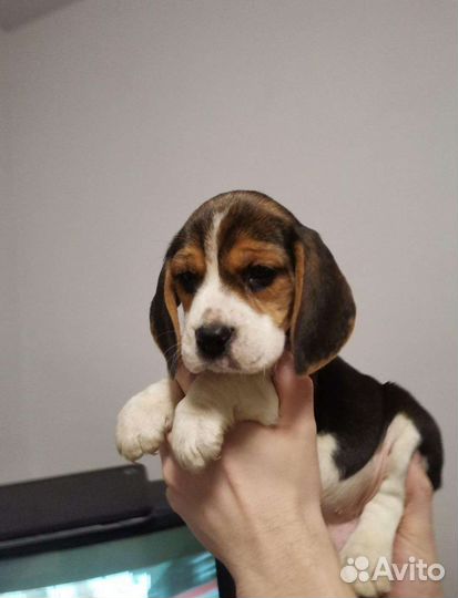 Бигль Щенки