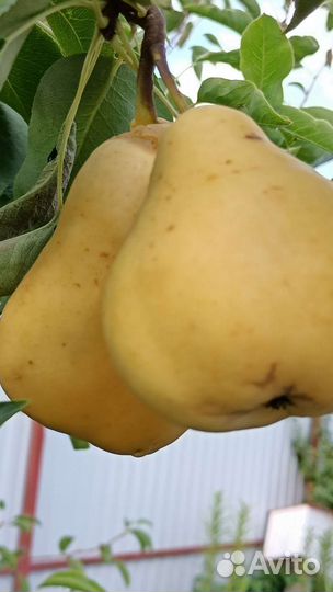 Груша