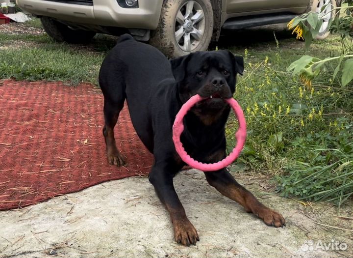 Щенки ротвейлера