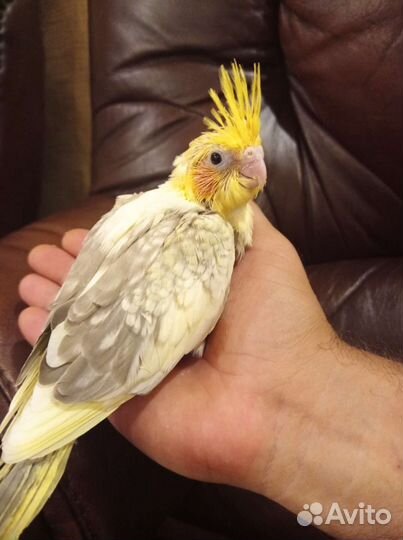 Попугай карелла птенцы