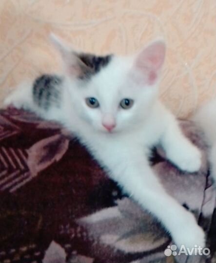 Белый котенок девочка