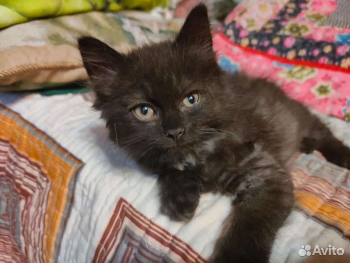 Беспородные котята