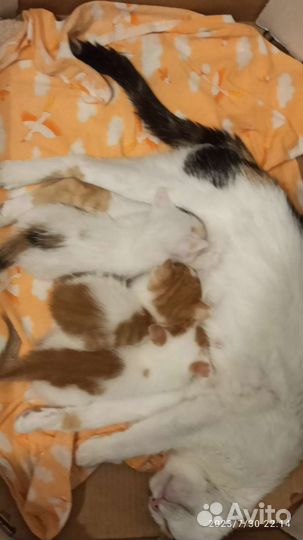 Кошки в добрые руки