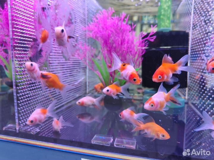 Аквариумные рыбки, петушки, креветки