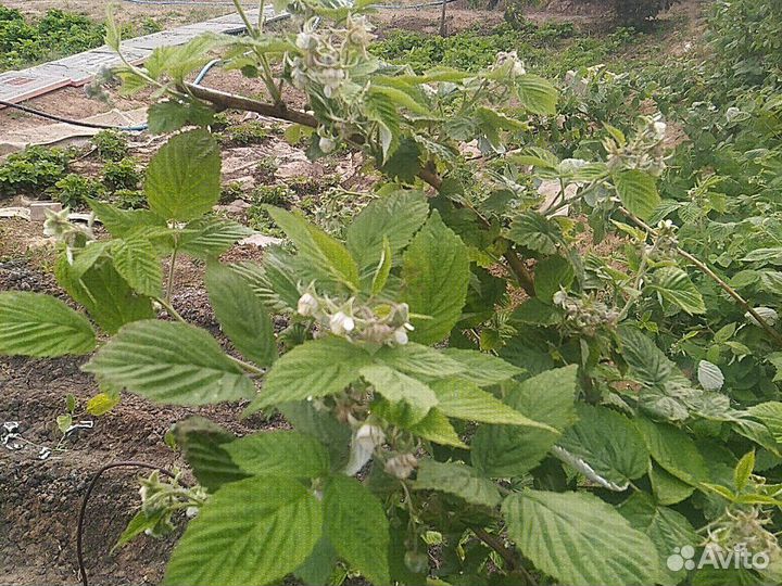 Малина многоразовая