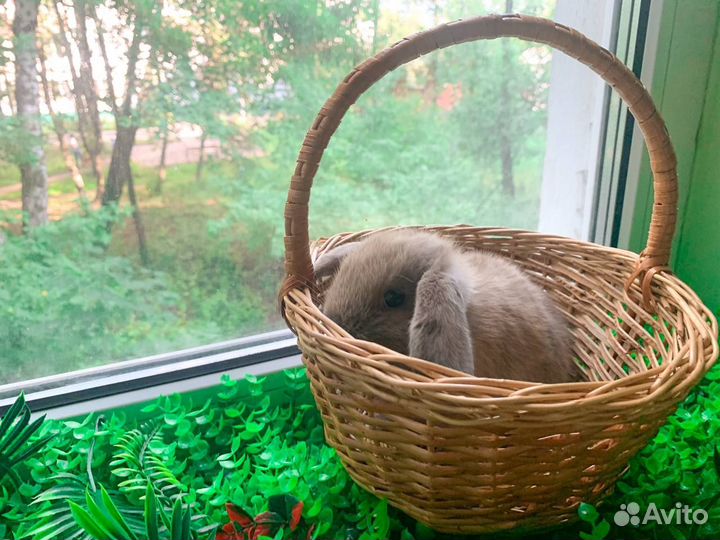 Карликовые крольчата мини