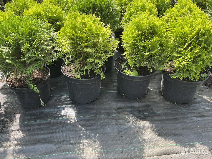 Туя Даника,Мирьям