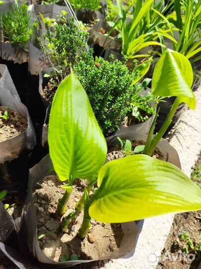 Хоста зеленая