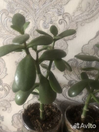 Денежное дерево