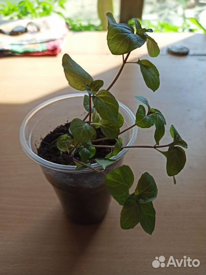 Комнатная мята