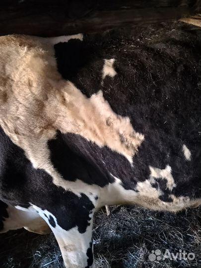 Корова на мясо