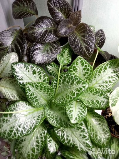 Эписции 10 сортов. Хирита