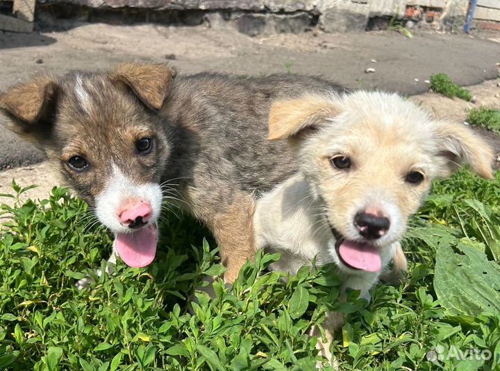 Щенки