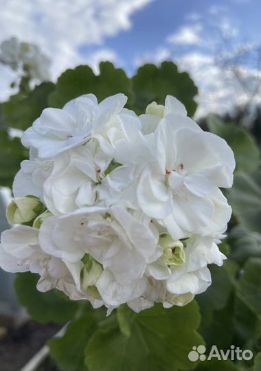 Герань (пеларгония) несколько сортов