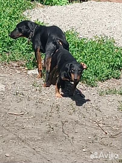 Вязка ягдтерьера