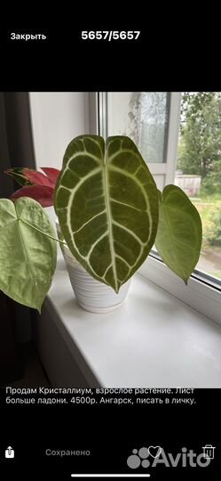 Атриум Хрустальный