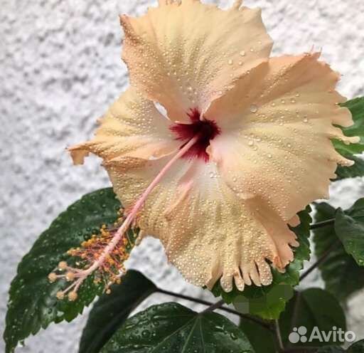 Гибискус китайская роза