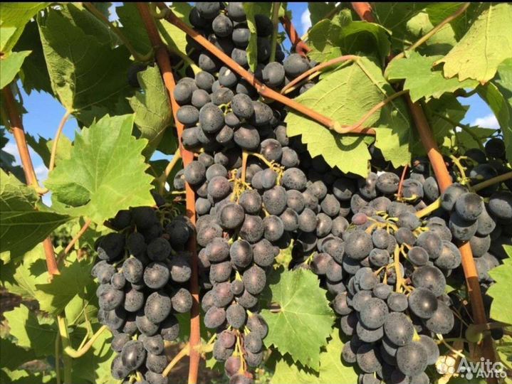 Виноград технический