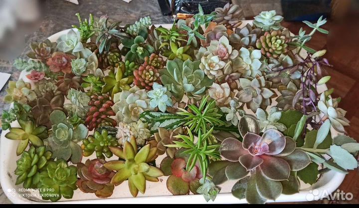 Суккуленты разные