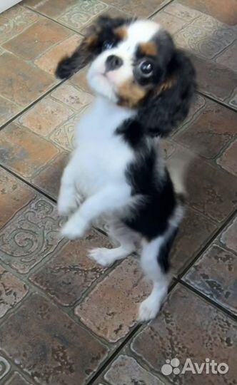 Кавалер Кинг Чарльз спаниель. Щенки