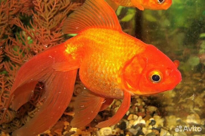 Золотая рыбка