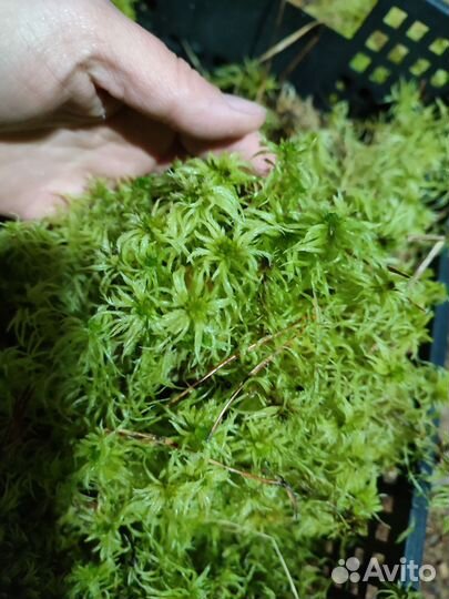 Сфагнум. Кора для орхидей