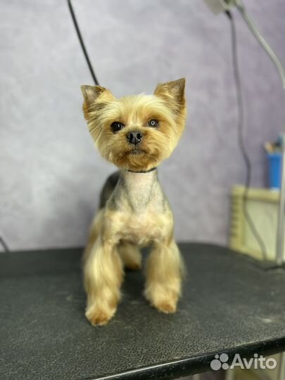 Стрижка собак. Груминг собак