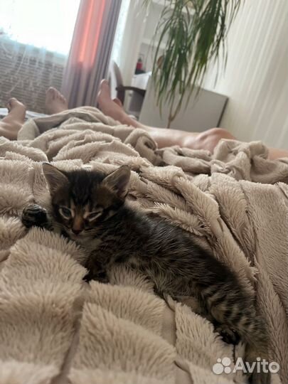 Отдам котенка в добрые руки