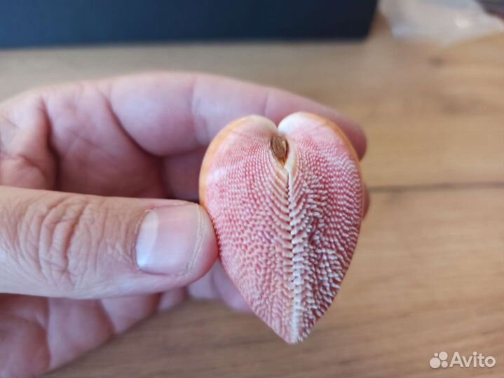 Морская раковина