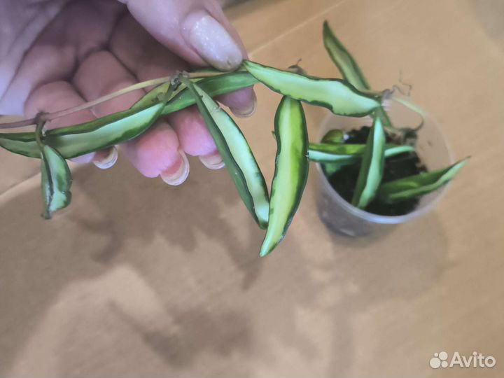Hoya Wayetii Variegated, макрофилла сплеш