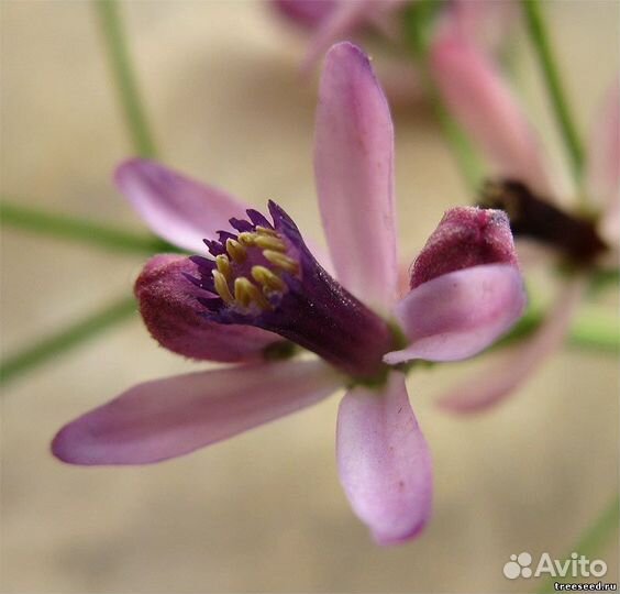 Мелия азедарах, семена