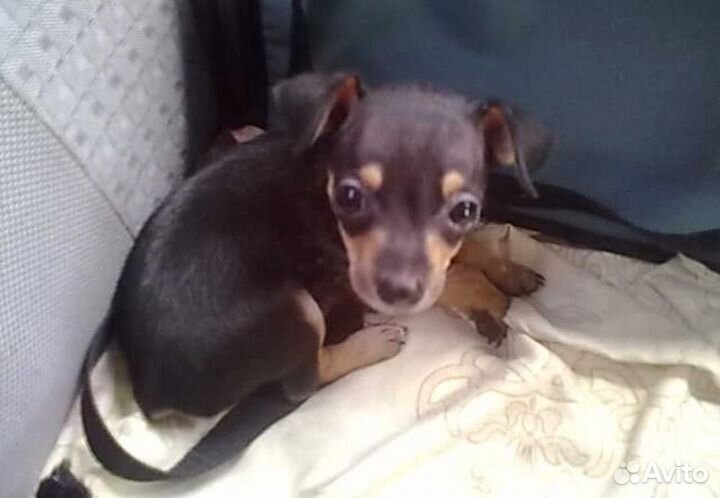 Мини той-терьер