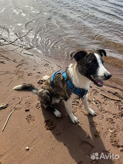 Прекрасная молодая собака