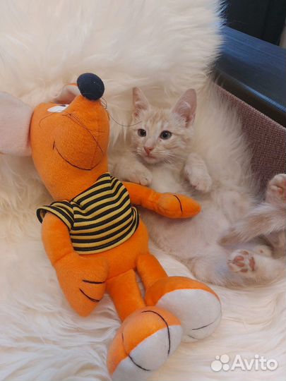 Котик в добрые руки