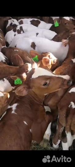 Телята бычки