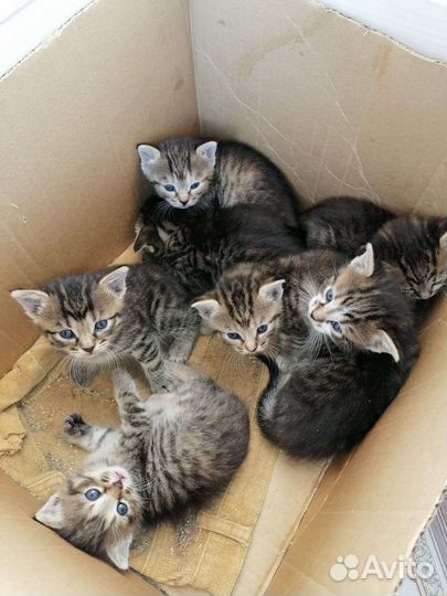 Котята в дар