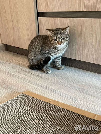Котенок в добрые руки