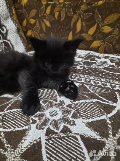 Кошки мейн-кун