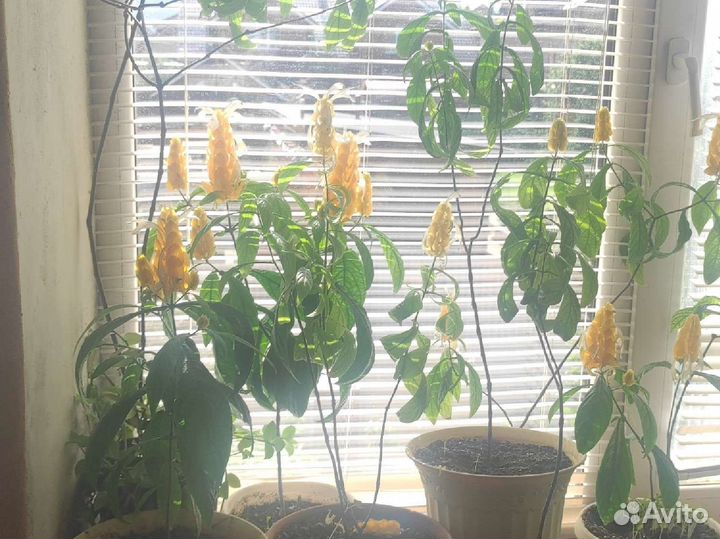 Пахистахис