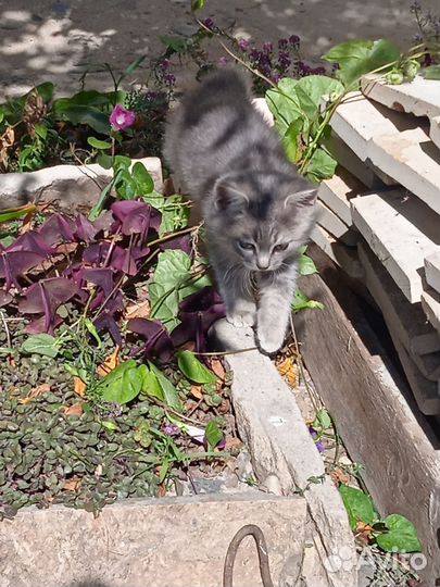 Отдам котята в добрые руки
