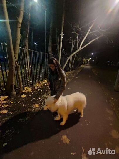 Передержка животных (собак,кошек,грызуны)