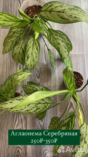Аглаонема серебряная/ Сильвер квин