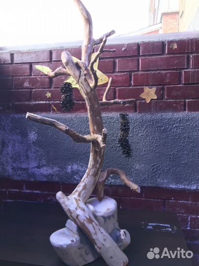 Для птиц и попугаев