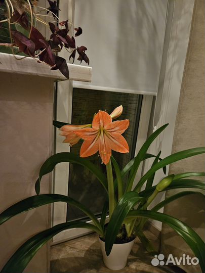 Гиппеаструм амариллис луковицы