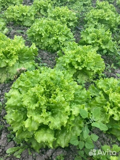 Салат листовой