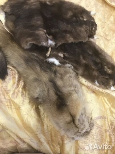 Шкурка животного