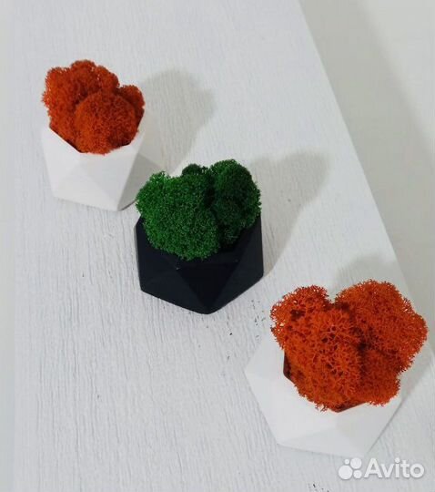 Горшочки со стабилизированным мхом